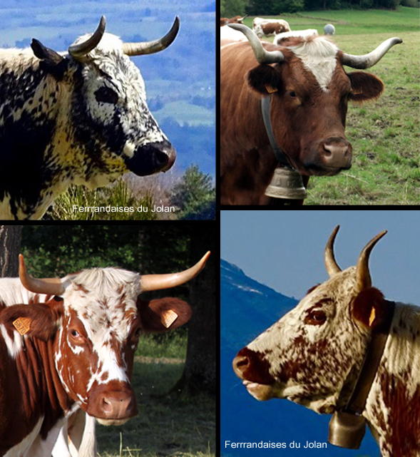 Mosaïque de 4 têtes de vaches ferrandaises avec joli cornage : une noire et
    	blanche poudrée, une rouge et blanche barrée, une rouge et blanche breignée et une
    	rouge et blanche poudrée