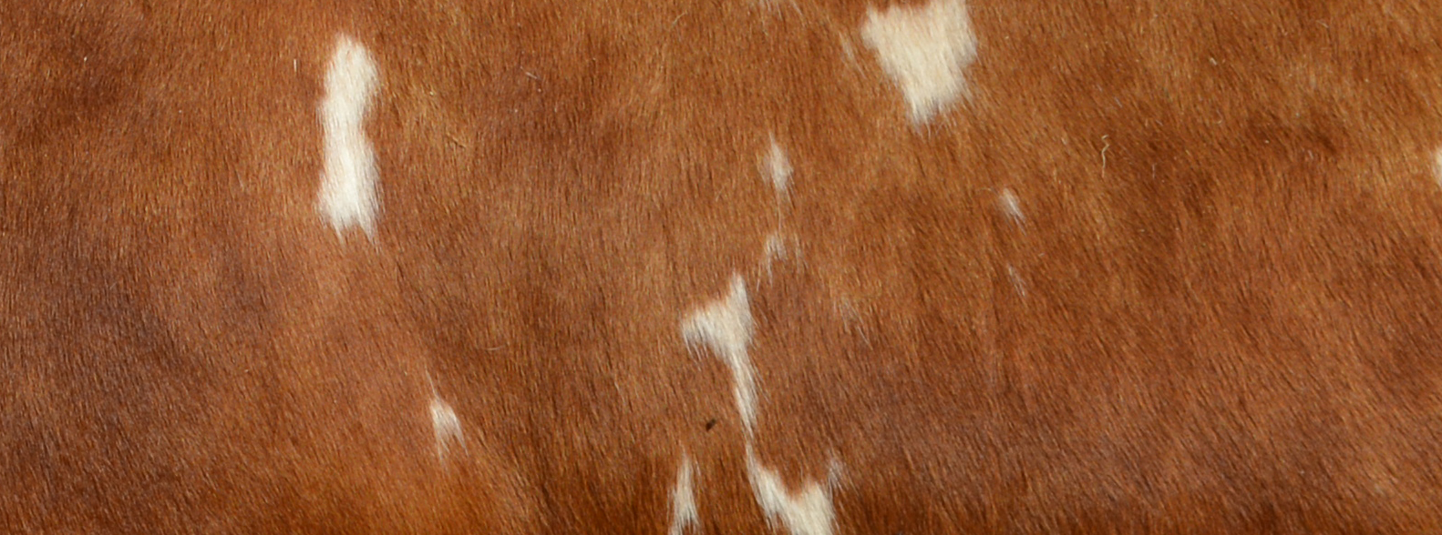 Pelage d'une vache ferrandaise barrée rouge